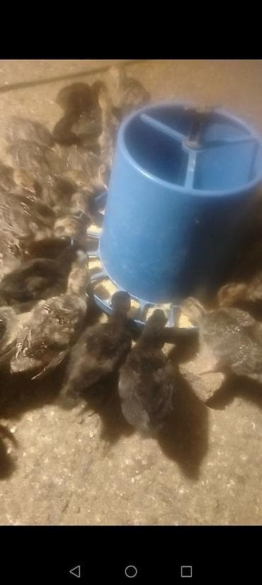 hind guşu: Dişi, Kanada, Ətlik, Ödənişli çatdırılma — 5