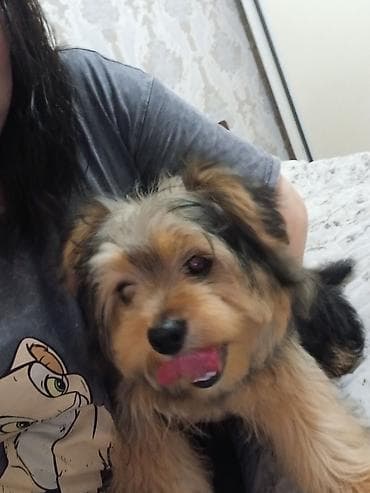 york tegovi: Yorkşir teryer, 5 ay, Erkek, Peyvəndli — 2