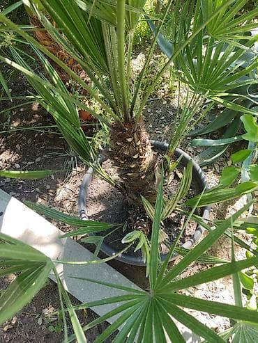 bitki guli: Yelpəzəyarpaq xurma (Chamaerops humilis) – qara plastik dibçəkdə — 4