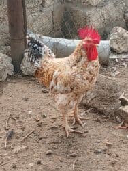 Inəklər, öküzlər: Məhsul: Xoruz Təsvir: - Güclü, iri bədən quruluşu, hündür daraq və — 4