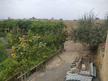 celilabad ev: Bağ sahəsi – meyvə ağacları və üzümlüklə - Yaşıl, münbit torpaqlı — 2