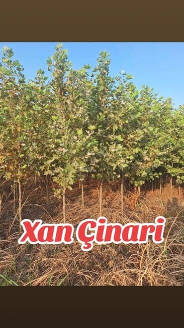 qapi dekoru: Məhsul: Xan Çinarı (Platanus) Təyinat: Həyətyanı sahələr, parklar — 1