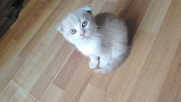 ucuz heyvanlar: Şirin balaca pişik balası - Cins: Qıvrıqqulaq tipli (Scottish Fold — 2