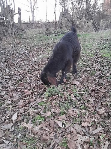 ev iti pudel: Qoyun-keçi təsərrüfatı üçün 2 baş yerli keçi - Növ: yerli (et və süd — 10