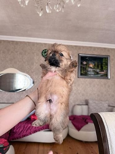 ucuz ev itləri: Pekines, 2 ay — 4