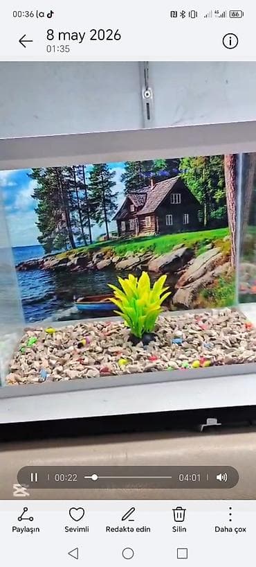 turba: Satiwi 🐬Ağ şəffav danio ve glofishler 0.40azn 🦈 Danio baligi olcu 2 — 3