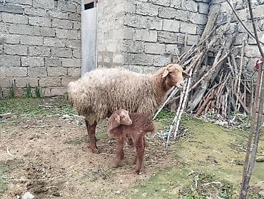 3 cü qarına doğub öz heyvanlarimdi balası erkeydi heyvanlar