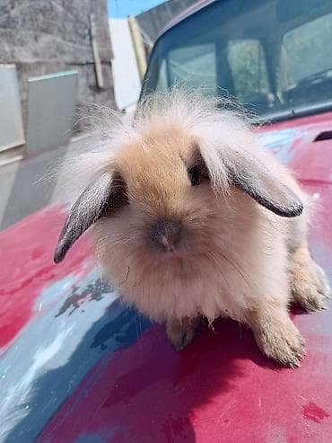 dovsanlar: Cins: Uzun tüklü dekorativ dovşan (lop qulaqlı tip) Rəng: Açıq — 3