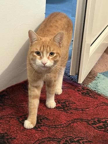 ucuz ev itləri: Tabbi, Erkək, Yaxşı əllərə, Ünvandan götürmə — 3