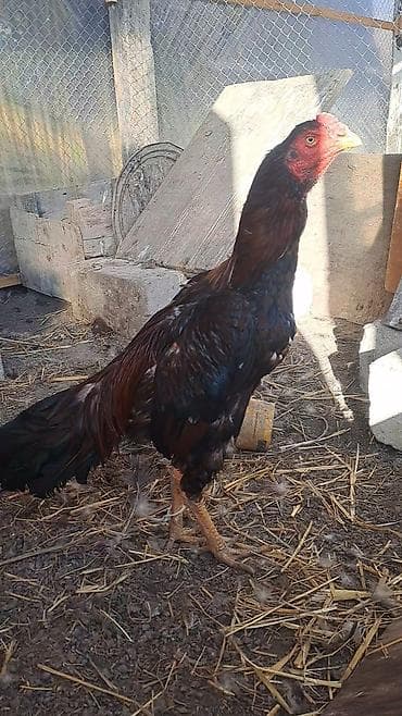 K/t heyvanları üçün mallar: Salam aleykum hər kəsə heyratı xoruzu satılır şamo+türk 2 yaş 3 4 — 3