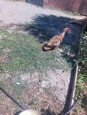 çöl ördeyi: Erkək, | Lal ördək, Damazlıq — 2