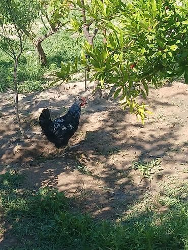 kend colpalari: Toyuq, Damazlıq, Ünvandan götürmə — 7