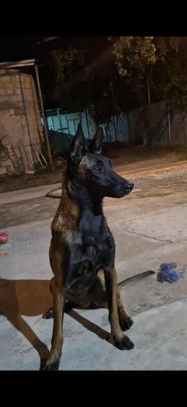 setter it cinsinin digər adı: Belçika çoban iti — 1