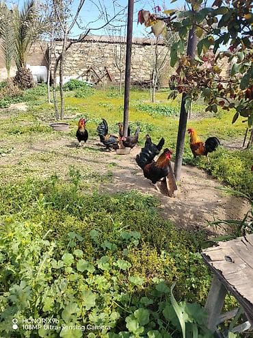 qatır: Toyuq, Damazlıq — 3