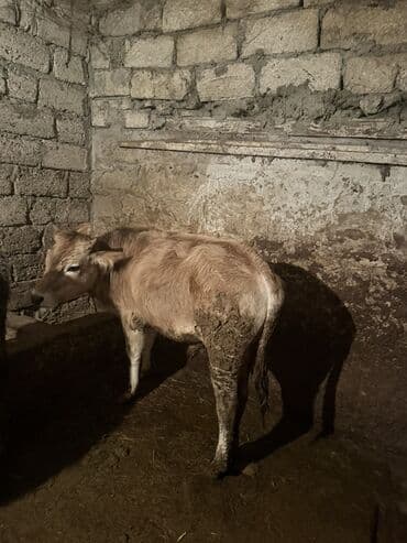 Gəmiricilər: Cins: dana erkək Rəng: açıq sarı-krem Yaş qrupu: gənc Yemlənmə: quru — 5