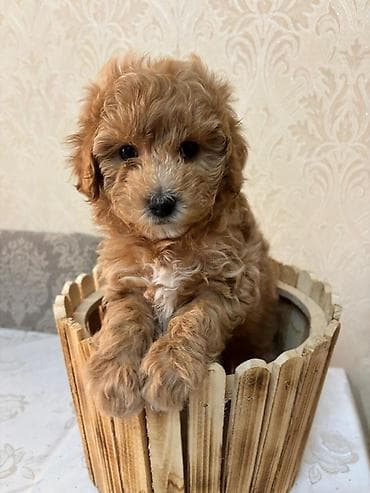 it qiz sekilleri: Pudel, 1 ay, Dişi — 1