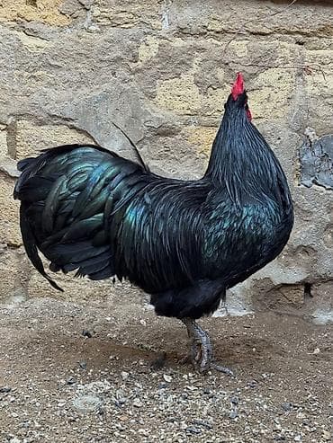 kənd toyuqu: Toyuq, Australorp, Damazlıq — 2