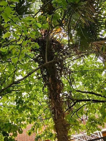 ağaç satış: Satılır: dekorativ palma ağacı (Trachycarpus tipli) Xüsusiyyətlər: - — 5