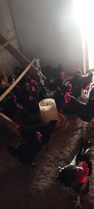 kanada sortu hinduska: Toyuq, Australorp, Yumurtalıq, Ünvandan götürmə — 3