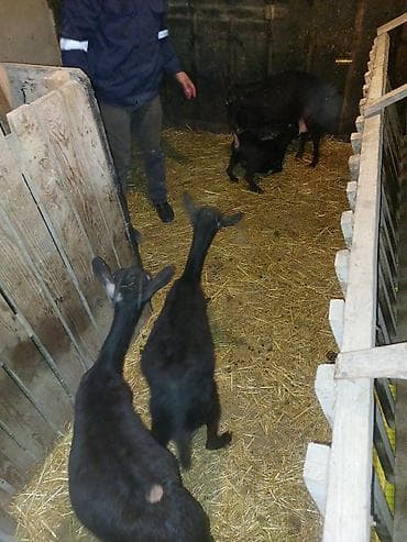 Mal-qara: Qara rəngli keçilər –2 ltr süd və damazlıq üçün Murciana qranda 3 ana — 3