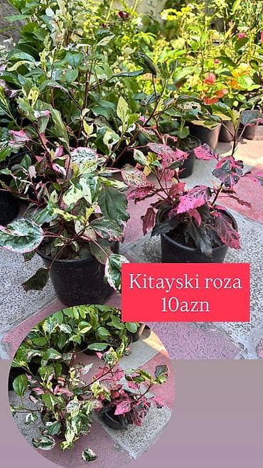 Otaq bitkiləri: Fərqli növlərdə kitayski rozalar. Qiymət 7-10azn — 2