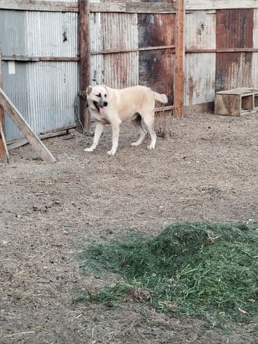 it adları erkək: Kanqal, Erkek, Ünvandan götürmə — 3