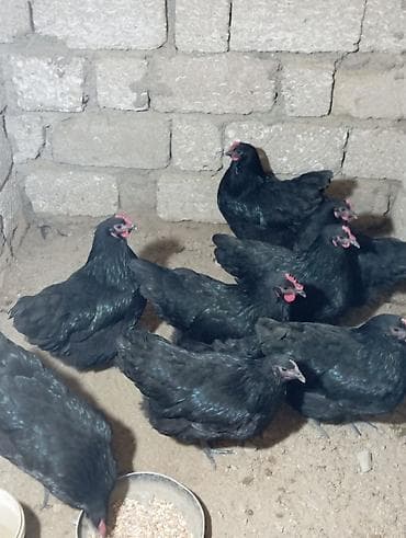 Saf cins qara toyuq və xoruz sürüsündən yumurta satılır. Tünd qara