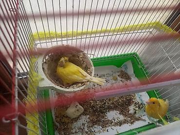 Птицы: Iki bala qefez 170m cütler qefez qarışıq 140m Məhsul təsviri: - Evdə — 2