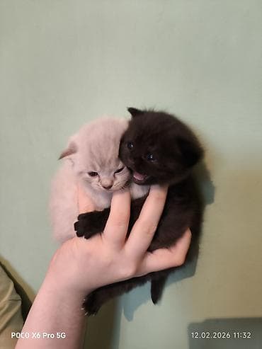 itler pikines type 1: Cins pişiklərdir atası britan, anası şotland satılır 40 gunlukdu qum — 1