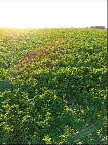 Yonca sahəsi – yemlik ot - Məhsul: Yonca (Medicago sativa) sahəsi