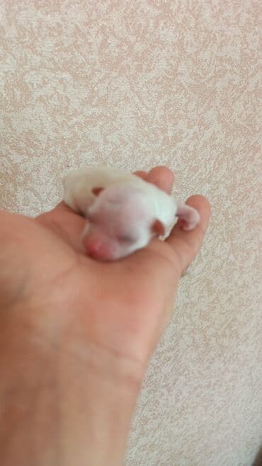 gencede itler: Pekines, 1 ay, Erkek — 2