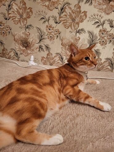 купить домик для кота: Табби, Самец, В добрые руки, Самовывоз — 3