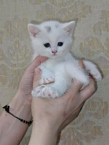 kanqal satilir: Erkək, Dişi — 7