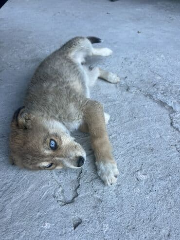 Daraq panellər: 2 ay, Peyvəndli — 3