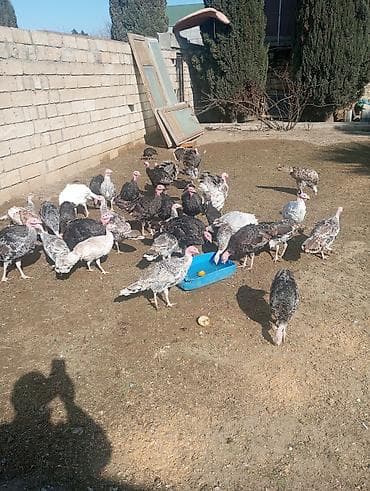 profil ucun pisik sekilleri: Hinduşkalar — 3