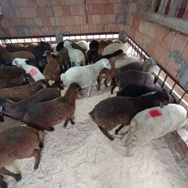 K/t heyvanları üçün mallar: Superin superi quzularımiz gəlib kom 235 den deyirik danışmaq olar — 3