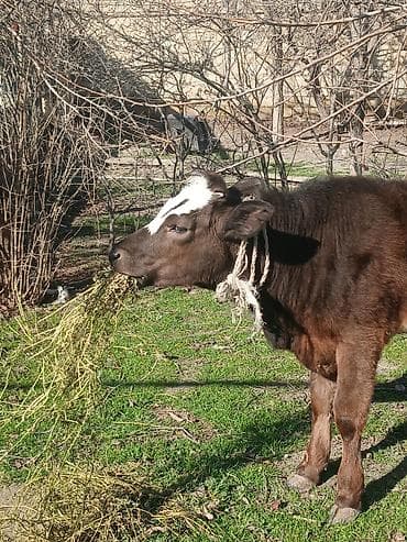 корм для собак: Diși göbəkli 7ayLlq disi danadlr. dananln anaslvə anaslnln anaslda — 10