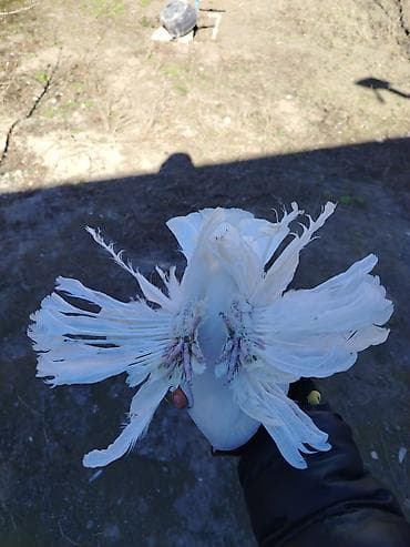 Balıqlar: Dekarativ Göyərçin Satılır Erkəydi oynaq olub olmadığını bilmirəm — 3