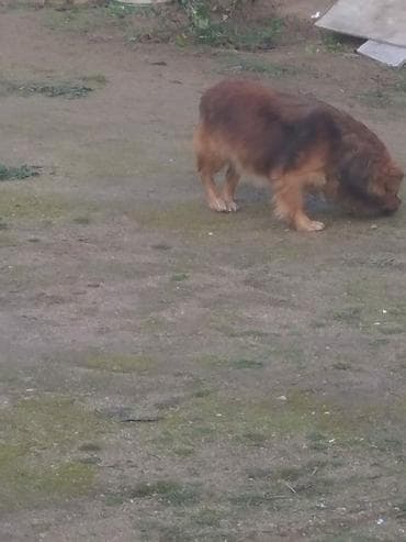 qaz balasi nece gune cixir: Pekines, 1 il, Erkek — 4