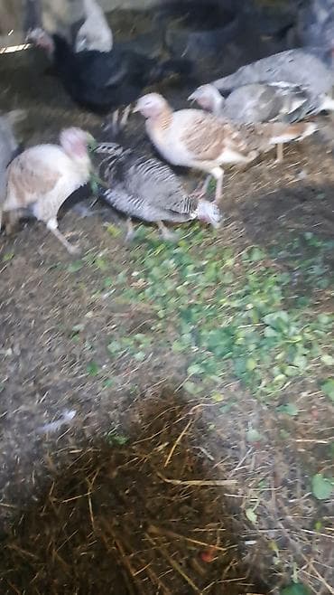 kənd cücəsi: Erkək, Damazlıq — 3