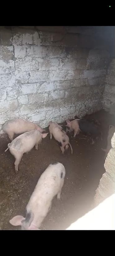 donuz: Məhsul: Donuz balaları (şahinli, ləkəli və açıq rənglərdə)biri 150m — 3