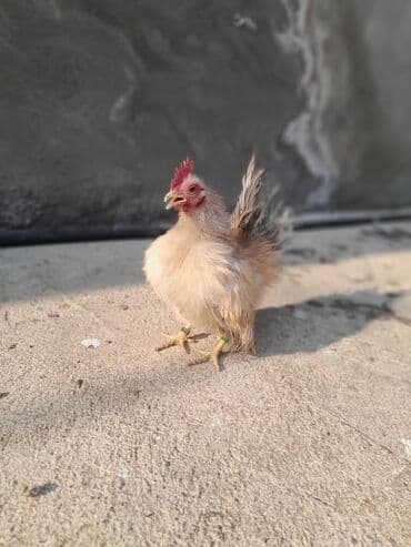 cuce ve xoruz temsili: Serama satılır tək oldugu ücün bu qiymətə qoyulub — 2