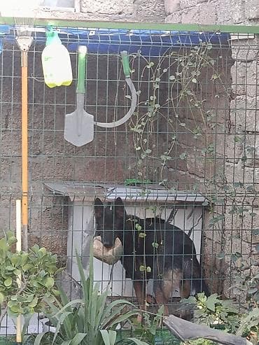 it paltarlari: Alman çoban iti — 1