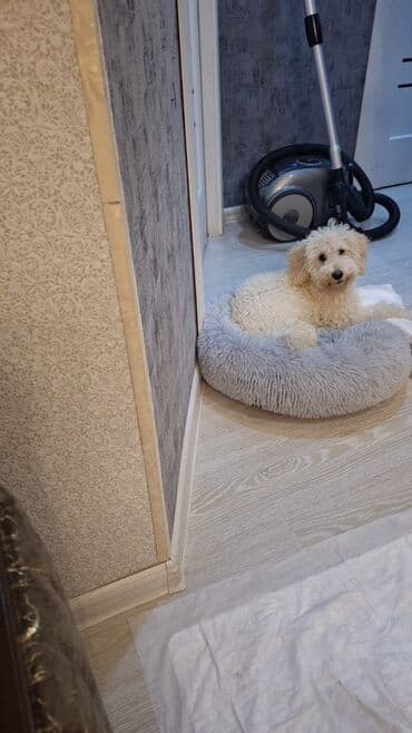 it alanlar: Pudel, Dişi, Peyvəndli — 2