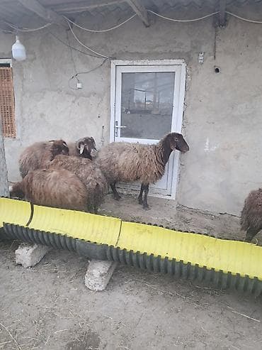 7 eded yani balali morkaraman qoyunlari satilir qiymet 750