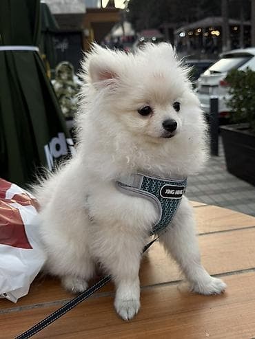 Şpitz, 4 ay, Erkek, Pulsuz çatdırılma