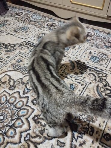 pişik adı: Britan, Dişi, Yaxşı əllərə, Ünvandan götürmə — 3