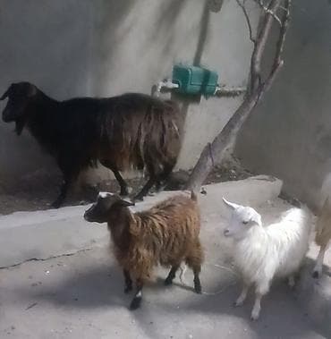 keçi: Cavan heyvan Əkiz bala baların ikisdə dişi Heyvaları gözü qabağında — 1