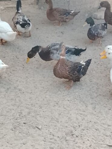 hinduşqa balası: Satılır: ördək sürüsü - Növlər və rənglər: ağ, qara, boz, qəhvəyi və — 13