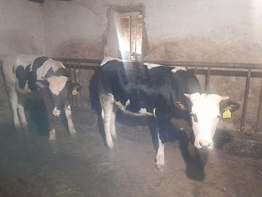 disi at: Dişi, il: 2, Damazlıq, Südlük, Ünvandan götürmə, Pulsuz çatdırılma, Ödənişli çatdırılma — 1